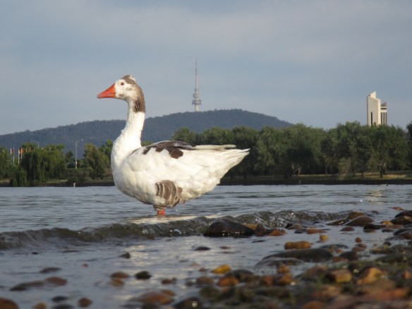On returning I was greeted by Charlie Honker....protector of the lake. I think that we are in safe hands. 