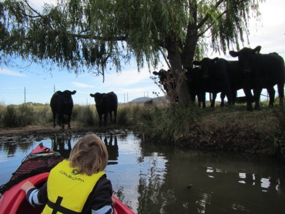 We thought that we would stop and have a quick chat with the locals. Now remember this is only 5 Kms away from the CBD of the capital city of Australia.