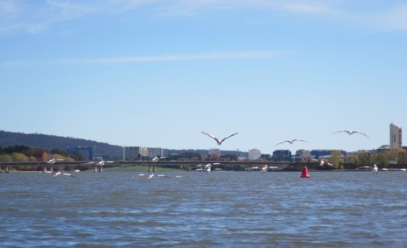 We were treated to a Jerrabomberra Wetland escort home.