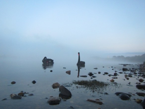 6.03am: Lake Burley Griffin welcoming committee 