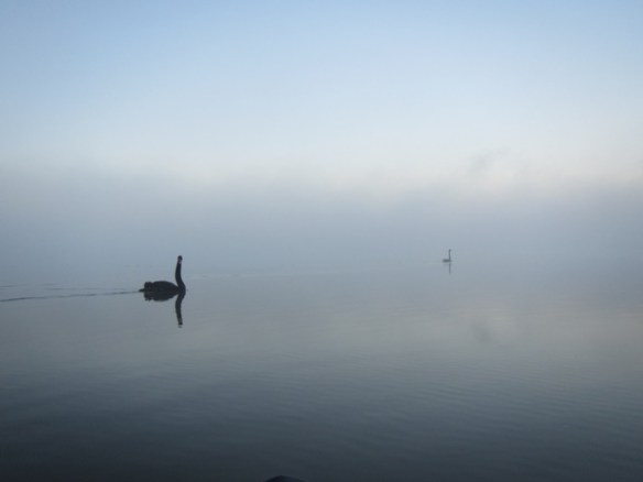 The swans are so angelic and graceful.