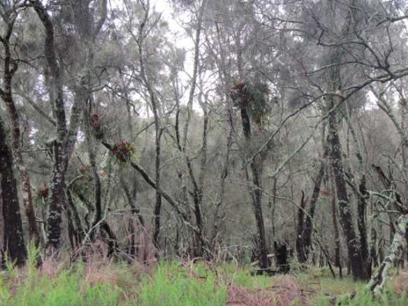 We meandered through some amazing scenery. We called this route 'Elk Horn Alley'
