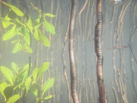 Mangrove reflections