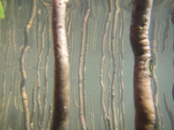 It looked like a scene from 'Avatar'