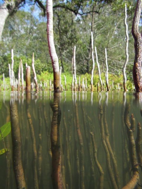 On our way back the Aerial root from the mangroves caught my eye.