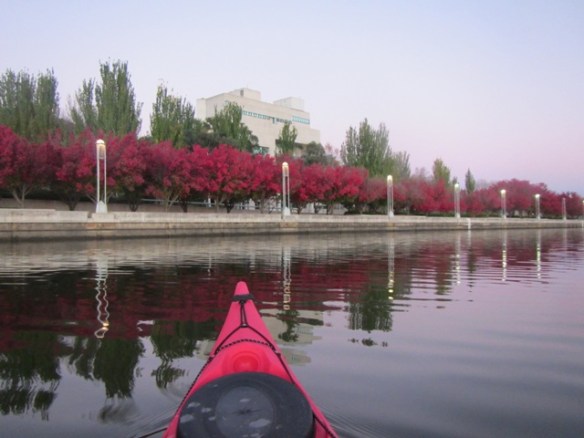 6.32am: The ornamental pears look vivid and the sun doesn't rise for another 19mins!