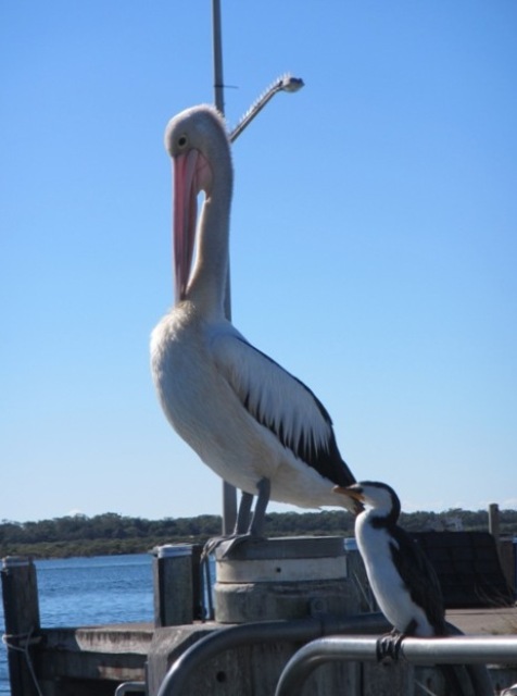 One day I want to be as big as you.