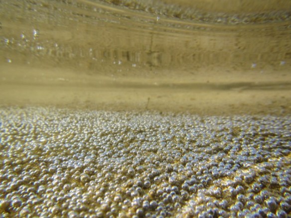 Wild under water bubbles