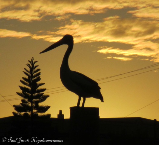 Mr Majestic. I always tell my three boys - "Stand tall, you wear your head on your shoulders, not on your chest."