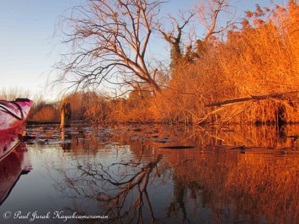 The suns soft tones create such a wonderful colour 