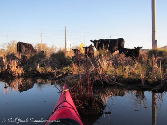 The Red Chilli certainly got their attention!