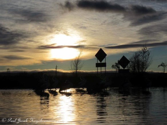 Taking in the sunrise with the pelicans 