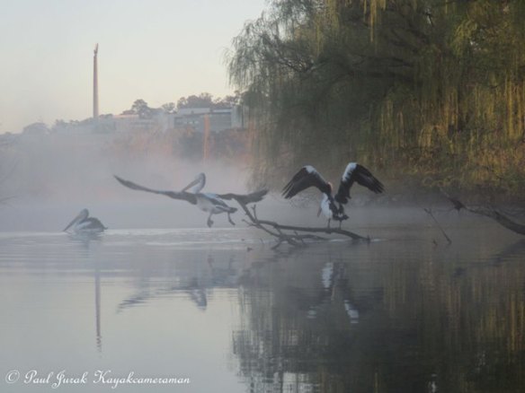 Spring has taken of and is in full flight.