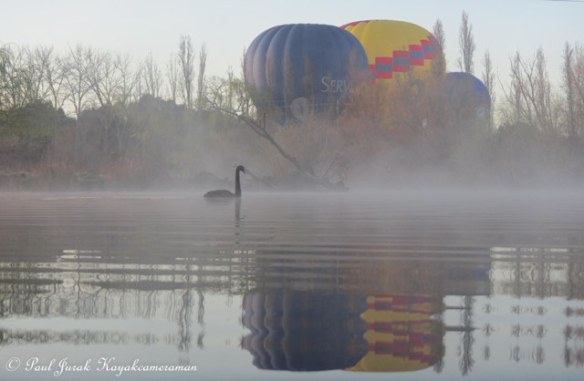 Photo bombed by swans and balloons...love it 