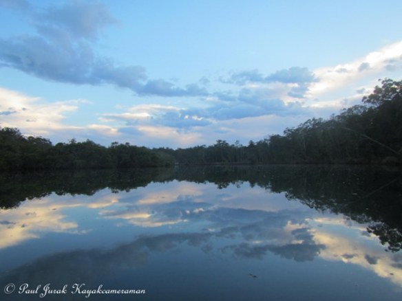 after finishing my walk on the beach I began my paddle up Boambee creek with the in coming high tide. 
