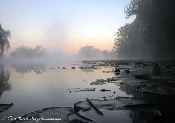 The mist was dancing on the lilies