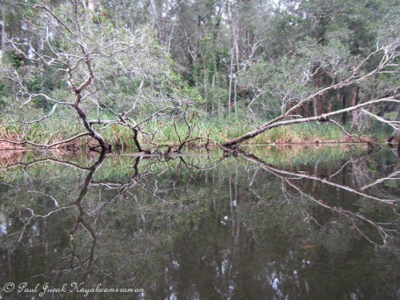 Wild reflections are to be found everywhere 