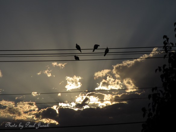 It was that good the birds were not going to leave either....why would they considering the have a birds eye view...sorry couldn't help myself there :)