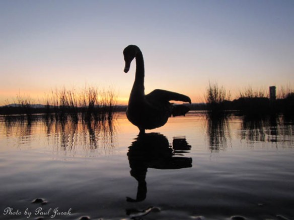 There was even time for a bit of 'Swan Yoga'