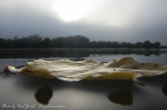 This leaf caught my eye as I was paddling past.