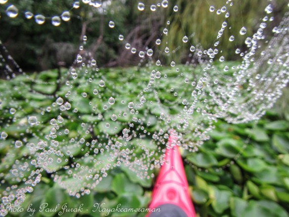 Charlotte's droplet chandelier