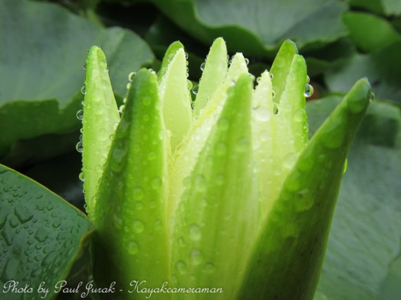 The lilies elegance and beauty brightened up my morning  