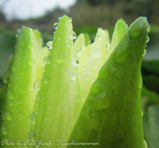 Despite the drizzle I still was able to discover a touch of beauty. 