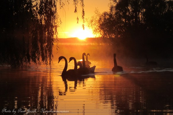 Silhouette Swans