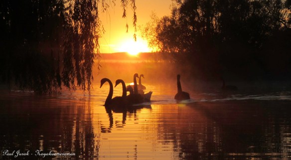 Silhouette Swans